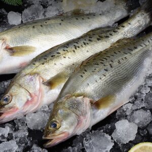 Fresh Asian Sea Bass from Zhuhai, China