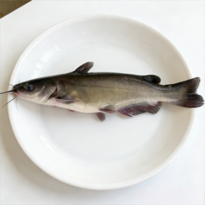 channel catfish-Letalurus Punetaus-from fish processing factory in China