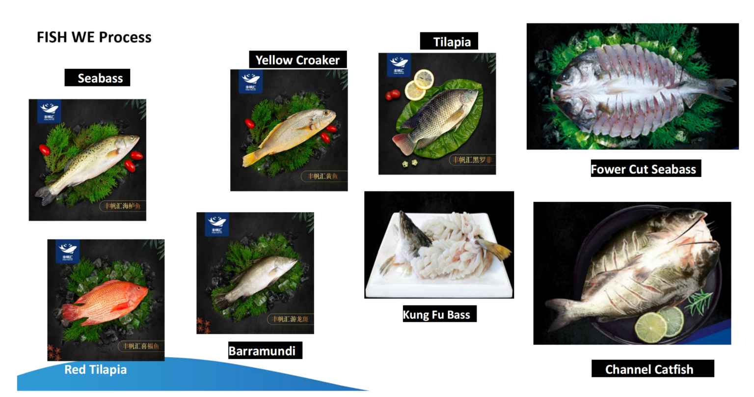 Frozen fish processing products including seabass, barramundi, red drum fish, mandarin fish, mackerel and tilapia
