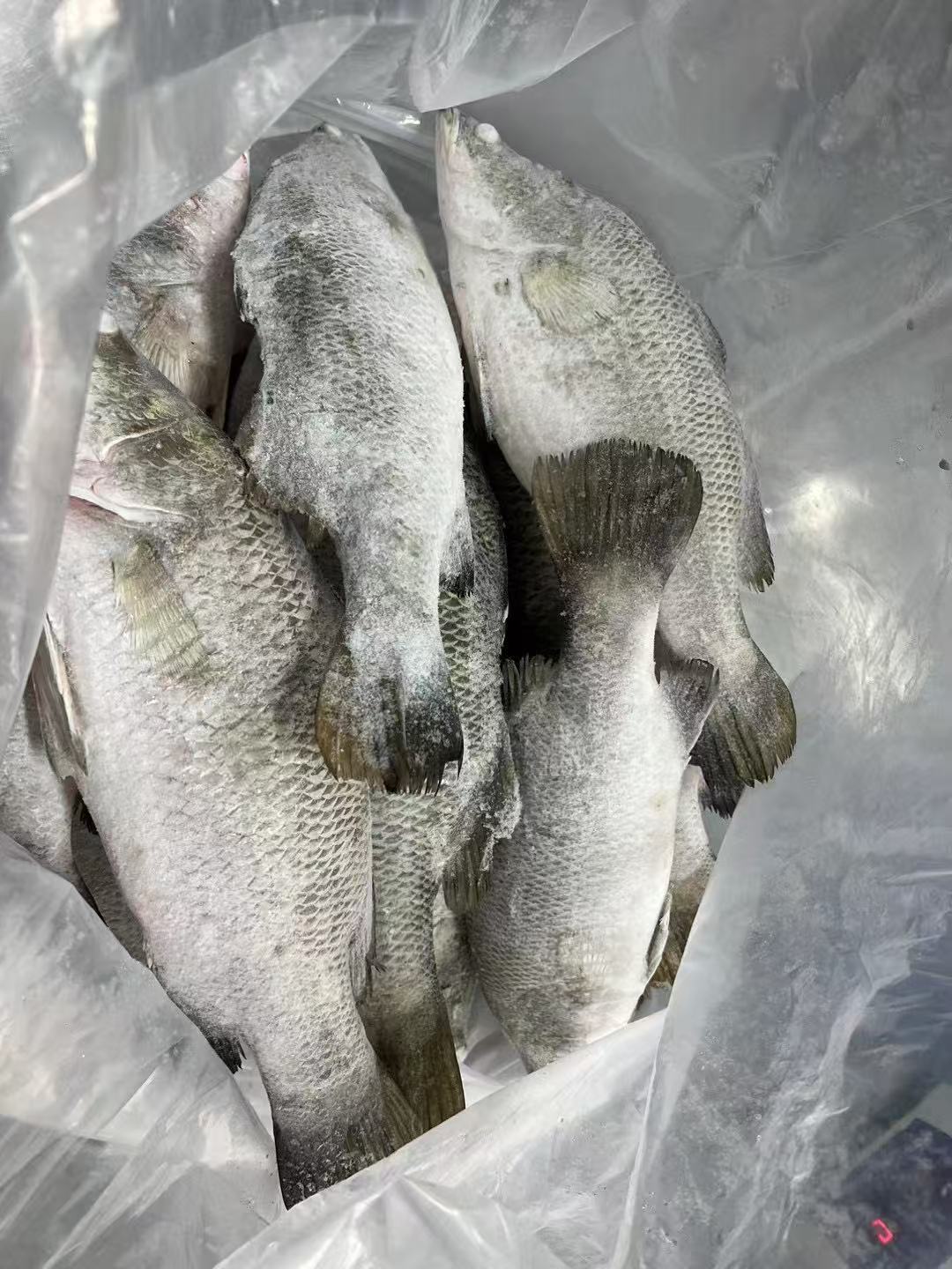 Whole Gutted Barramundi, farm-raised in coastal China, fresh frozen for foodservice